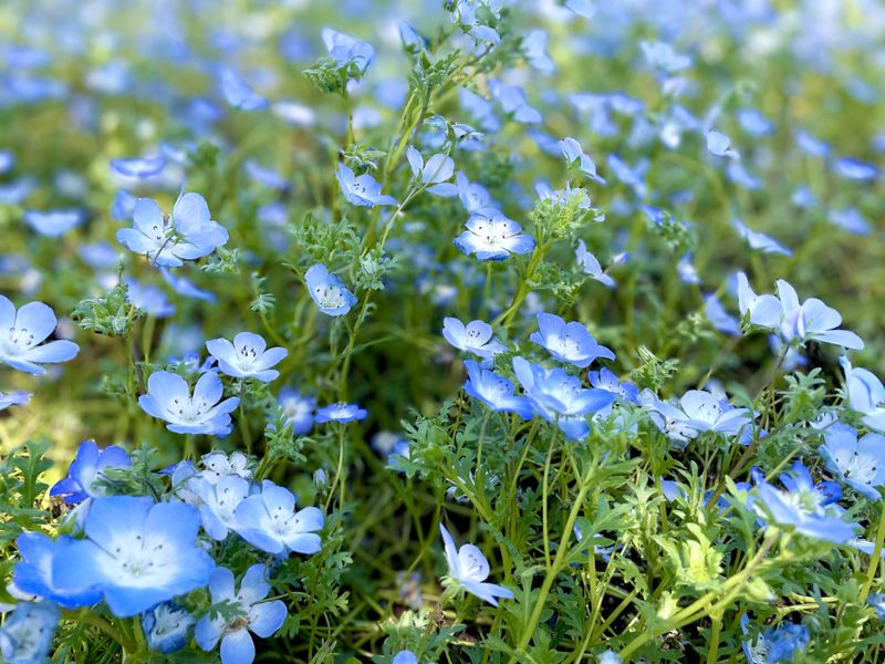 Nemophila (Baby Blue Eyes)