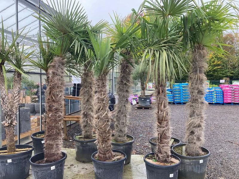 Kentia Palm