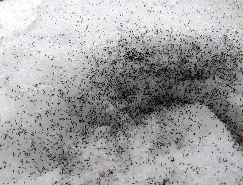 They Emerge to Feed on Organic Matter Exposed by Melting