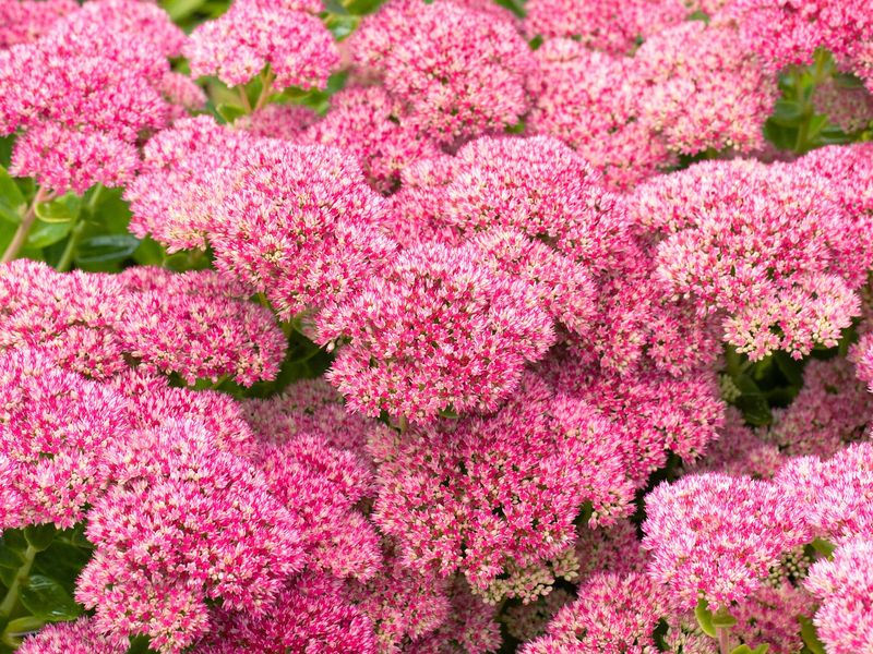 Sedum