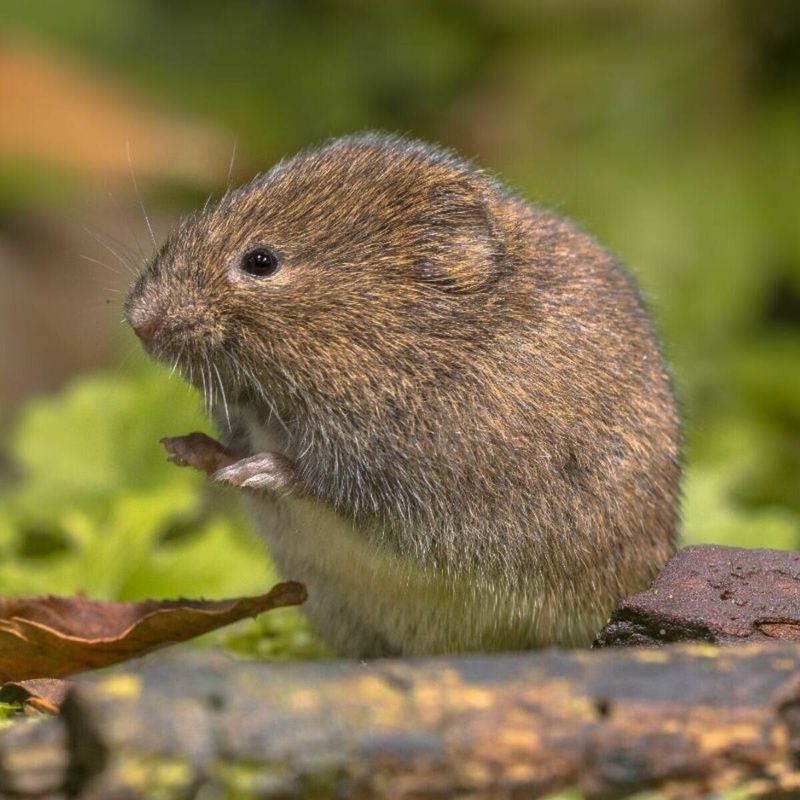 Vole Populations