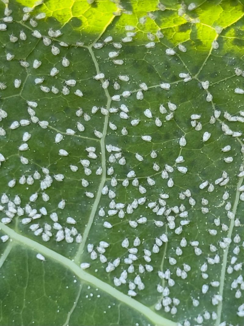 Whiteflies