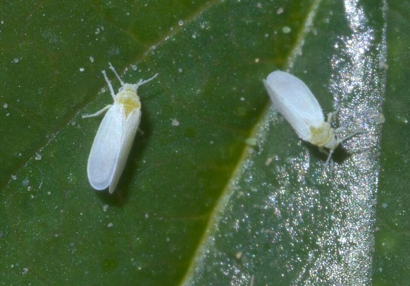 Whiteflies