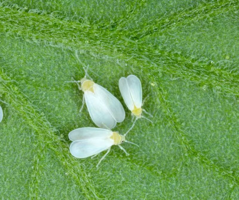 Whiteflies