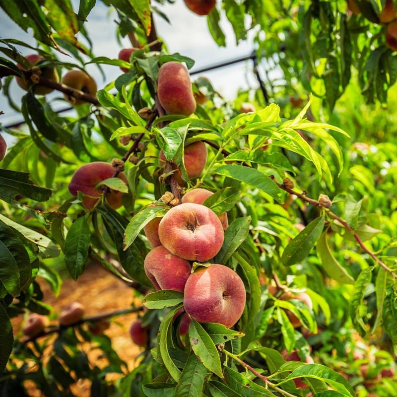 Peach Trees