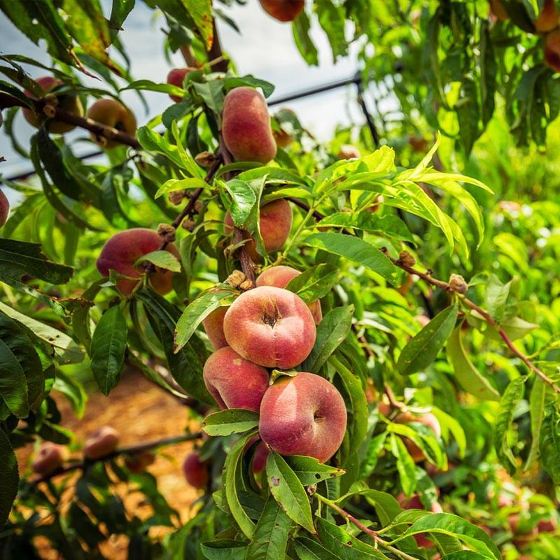 Peach Trees