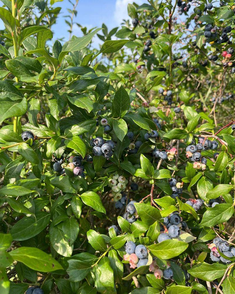 Blueberry Bushes