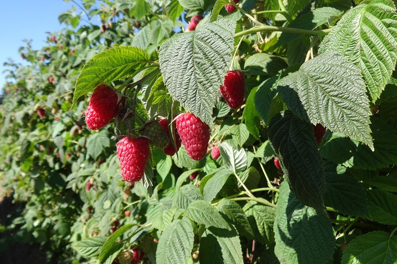 Raspberry Canes