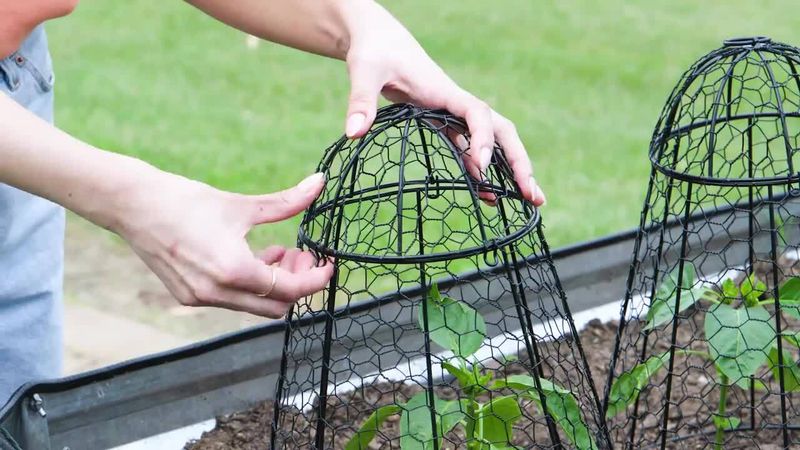 Provide Temporary Shade With Umbrellas Or Cloches