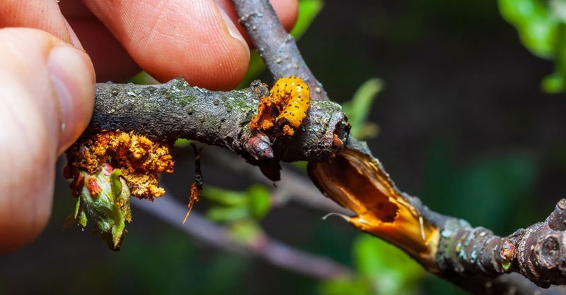 Protect Trees From Common Georgia Pests And Diseases