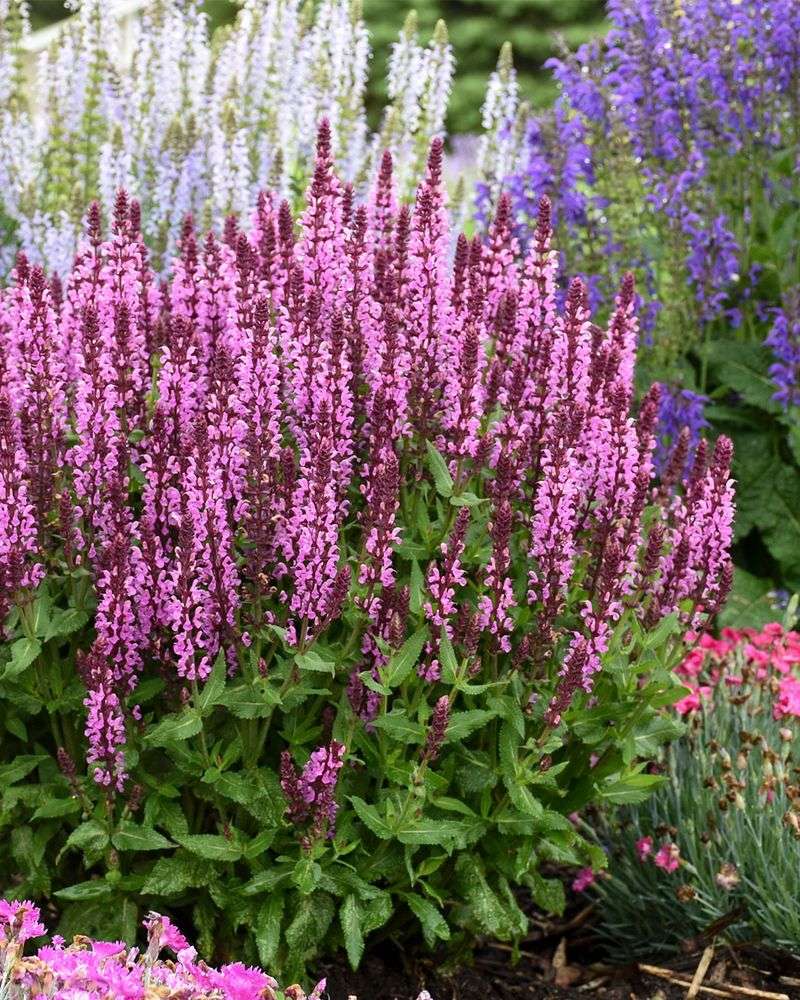 Plant Deer-Resistant Varieties In Vulnerable Areas