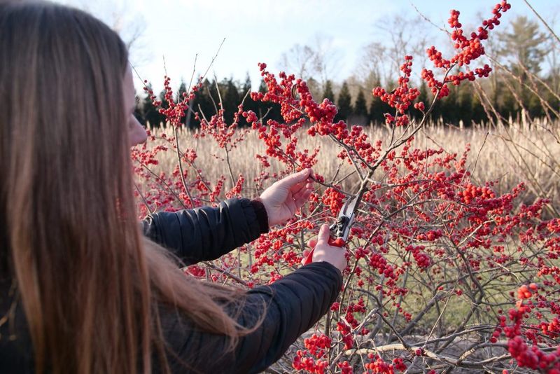 Prune Correctly To Maintain Shape And Encourage Berries