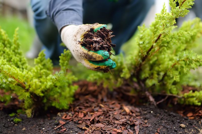 Time Your Mulching For Maximum Benefits