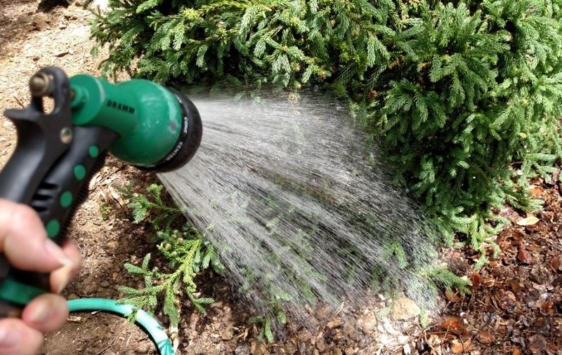 Water Evergreens And Newly Planted Shrubs During Dry Spells