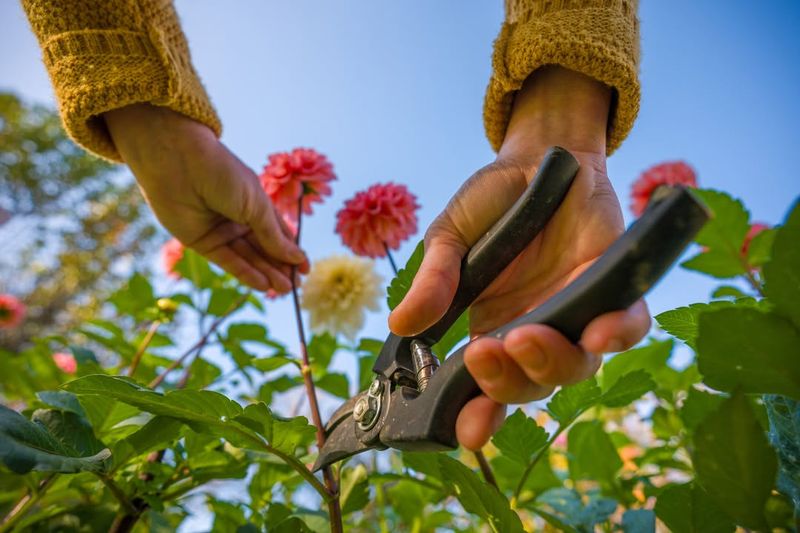 Cut Back And Clean Up Spent Plants