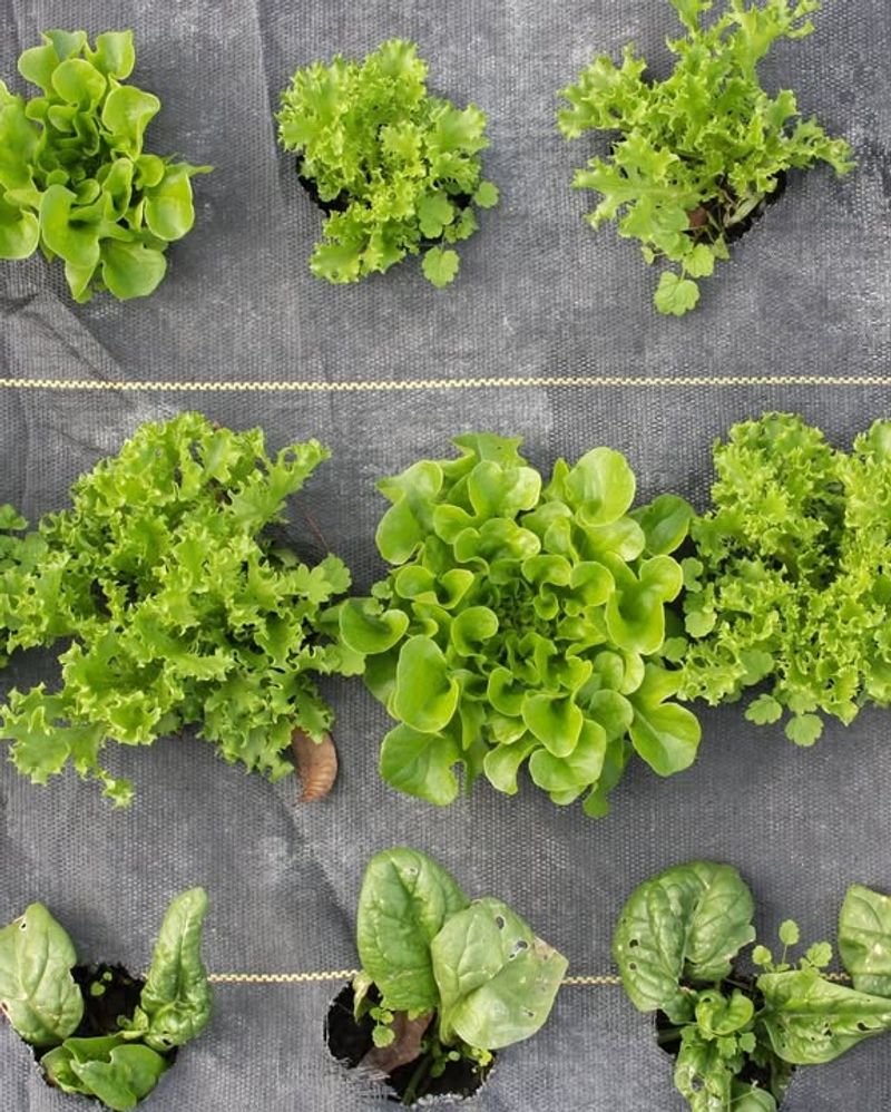 Plant During Optimal Seasons