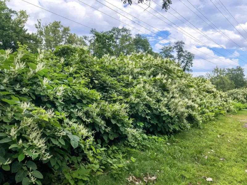 Planting Non-Native Ornamentals Without Checking Invasiveness