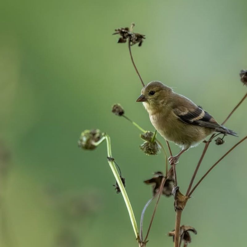 Clearing Seed Heads That Feed Overwintering Birds