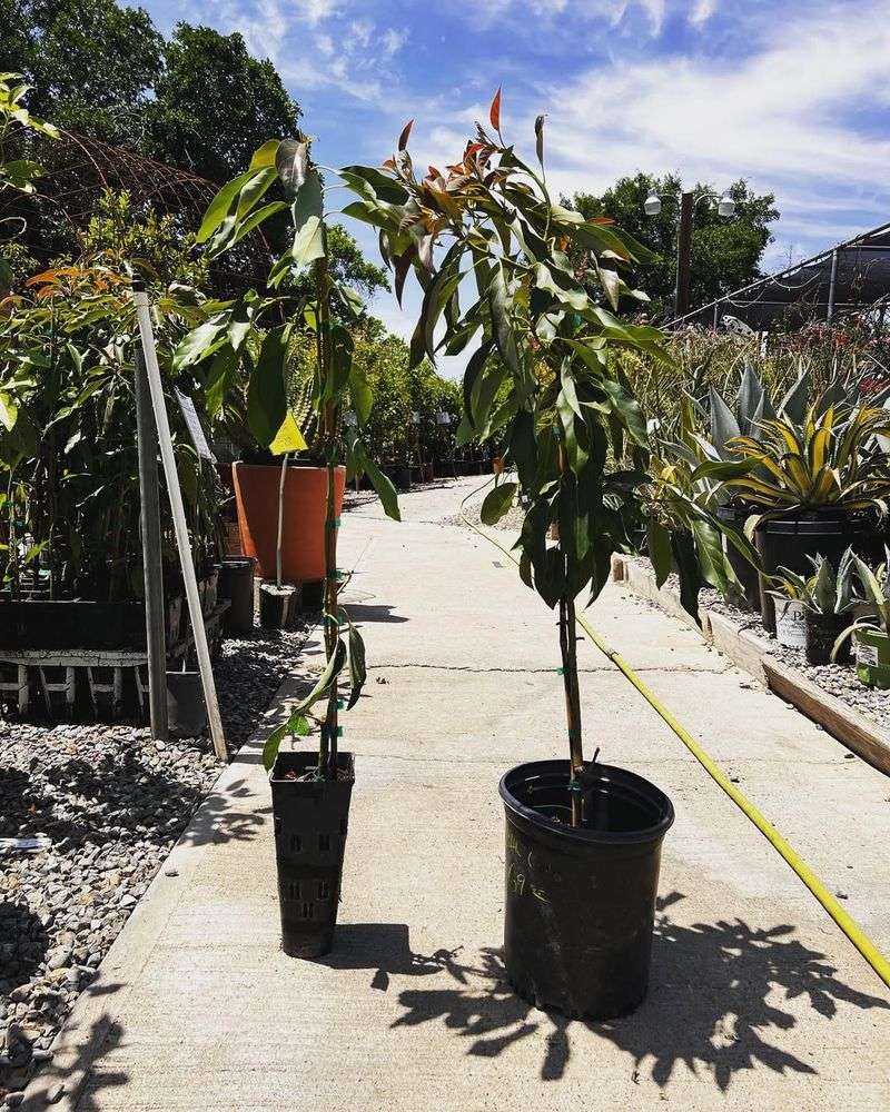 Avocado Trees