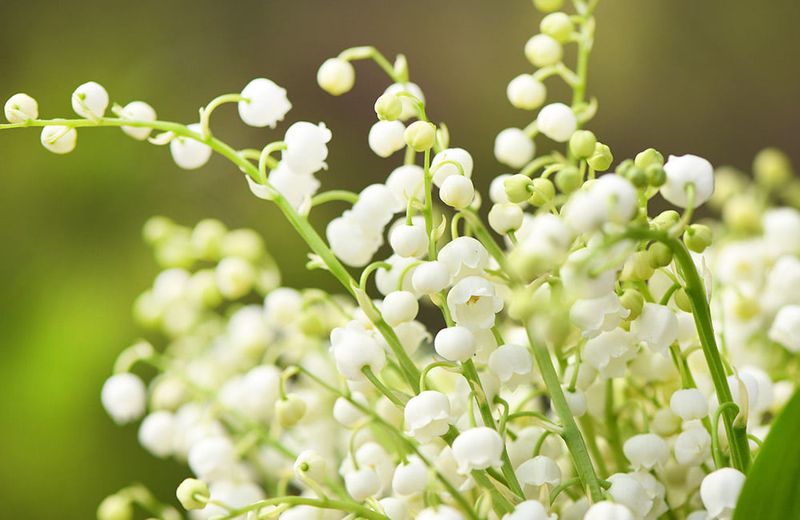 May – Lily Of The Valley (Meaning + Texas Growing Tips)