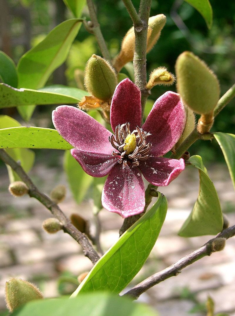 Port Wine Magnolia / Banana Shrub (Magnolia figo)