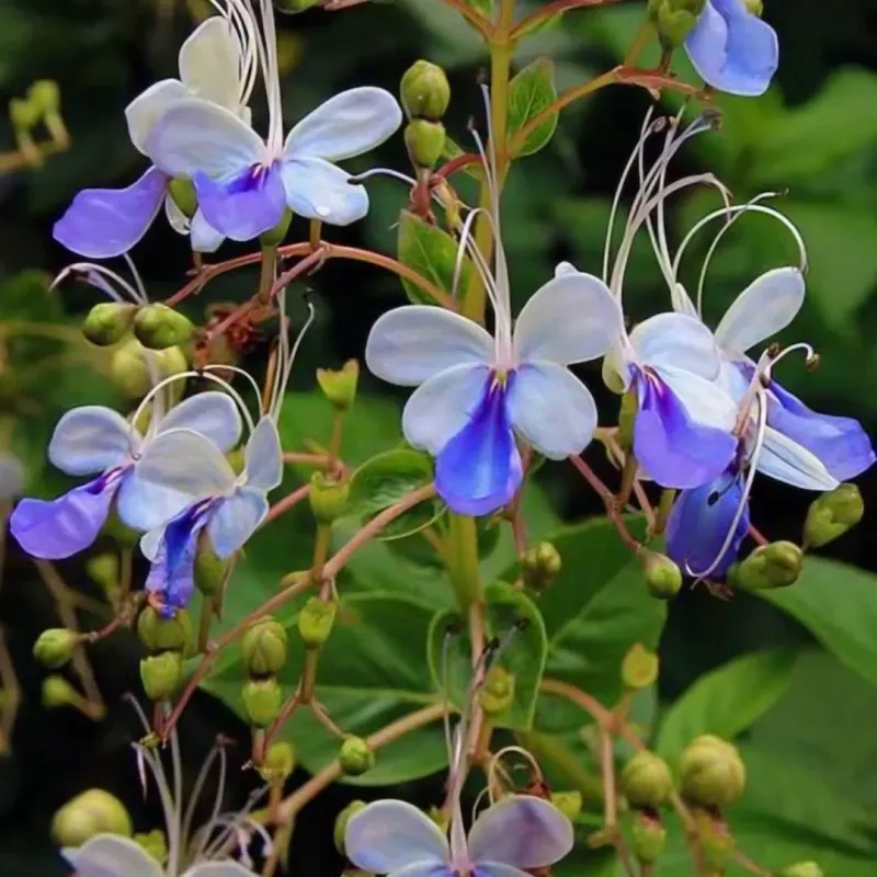 Clerodendrum