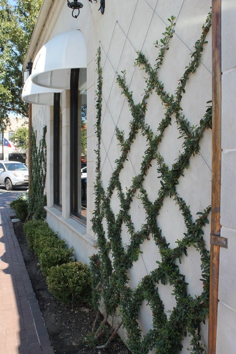 Wall-Mounted Trellises For Small Louisiana Yards