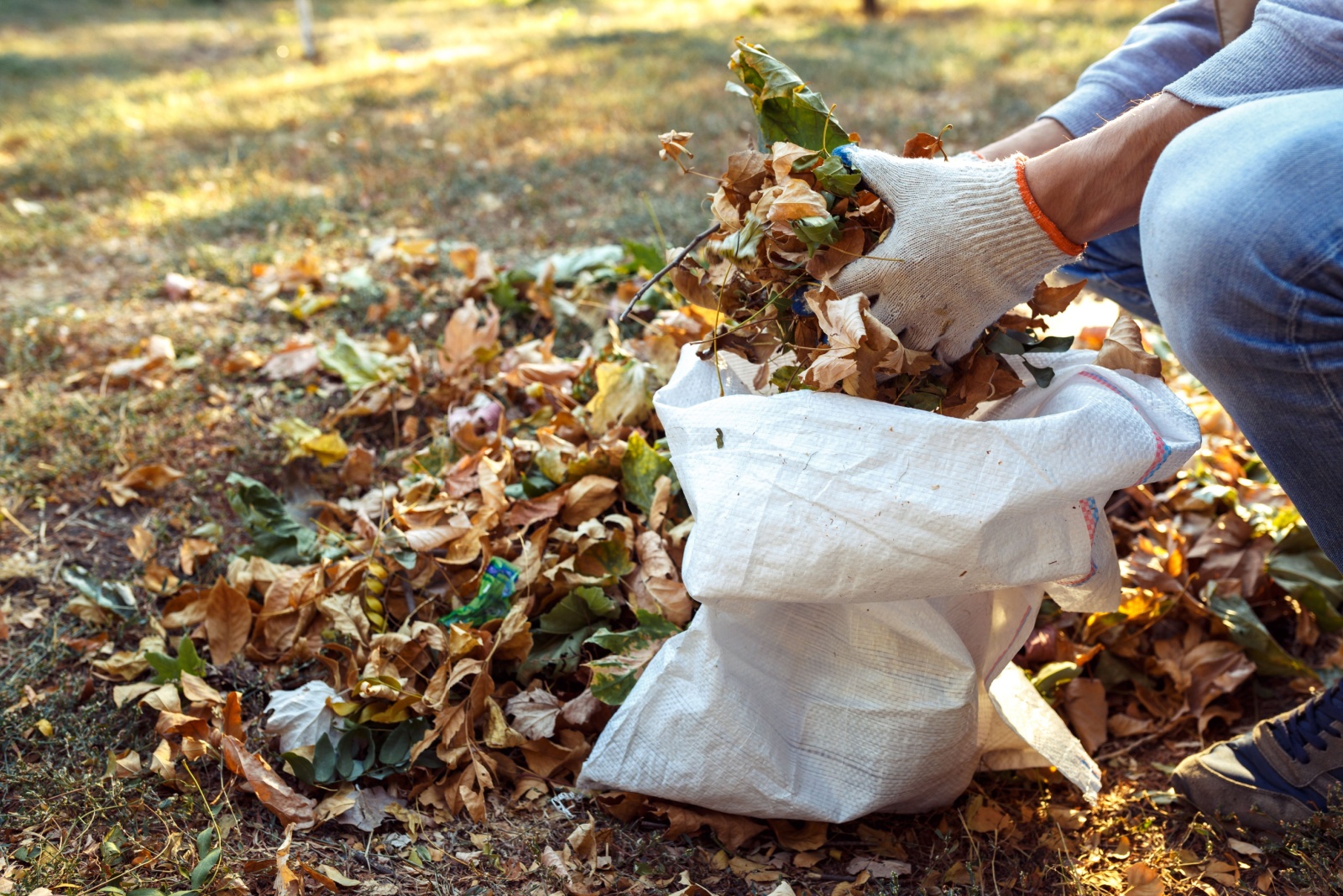 Are Fallen Leaves From A Neighbors Tree Your Problem In Illinois