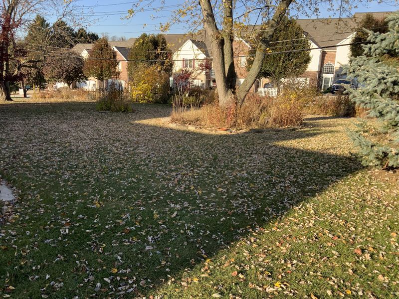 What Illinois Property Law Says About Fallen Leaves