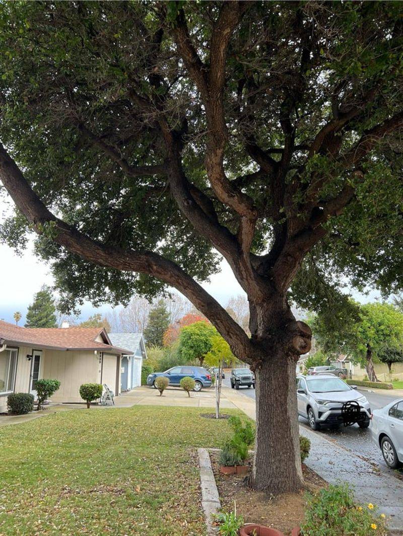 How Illinois Courts Typically Handle Tree Disputes