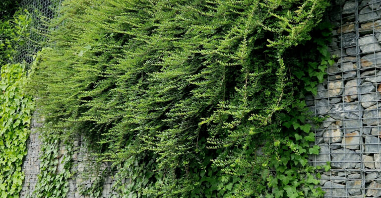 shrub (featured image)