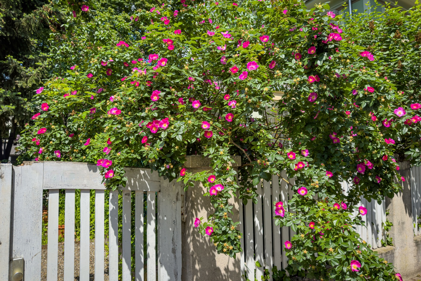 Climbing rose flowering bush over vintage Fence