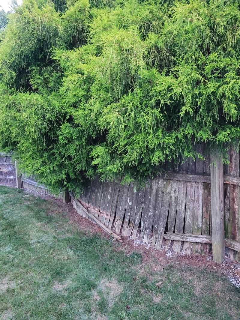What North Carolina Property Law Says About Overhanging Shrubs
