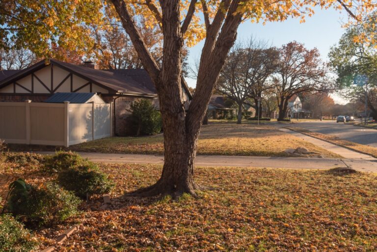 Are You Responsible For Leaves From A Neighbor’s Tree In Ohio