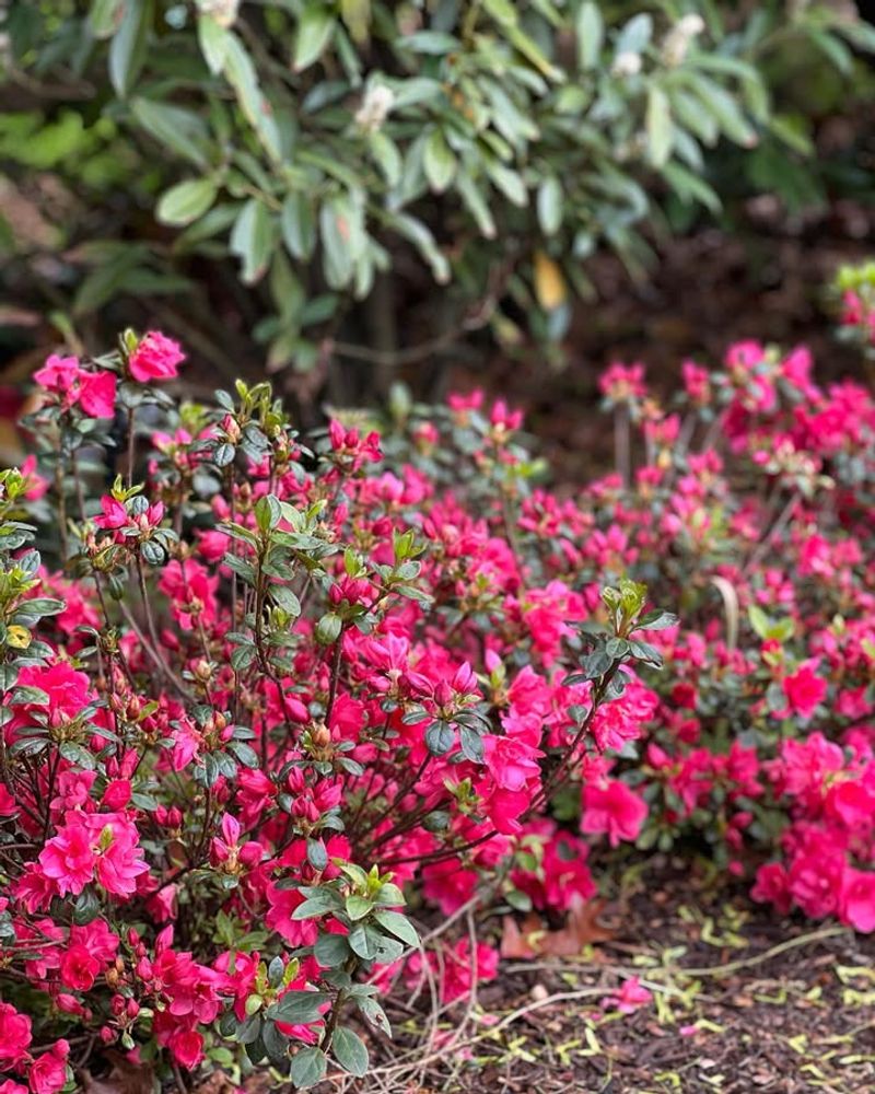 Under Shallow-Rooted Trees