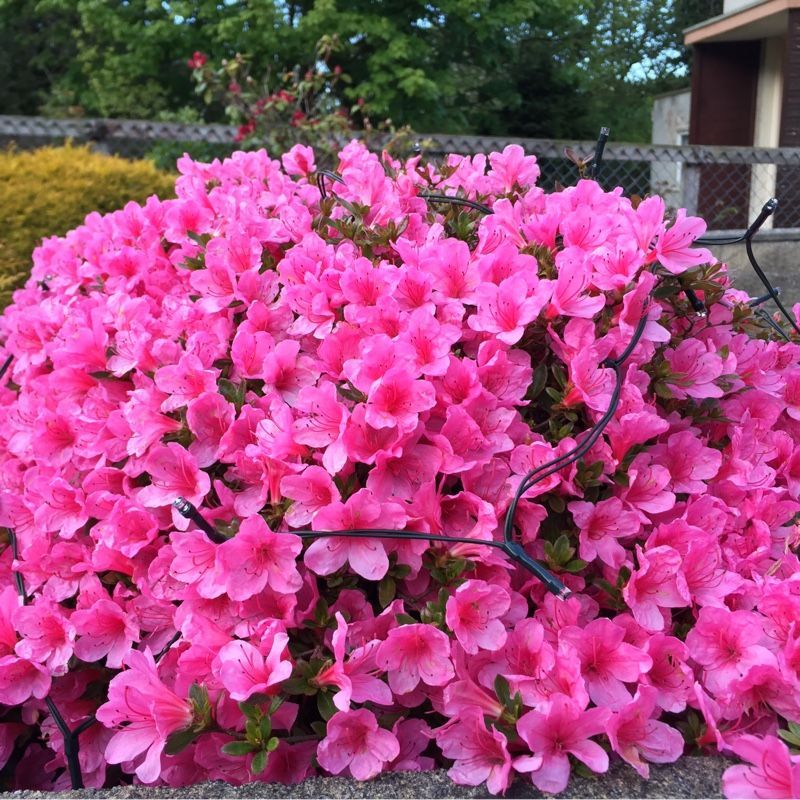 Low Spots Where Water Collects After Rain