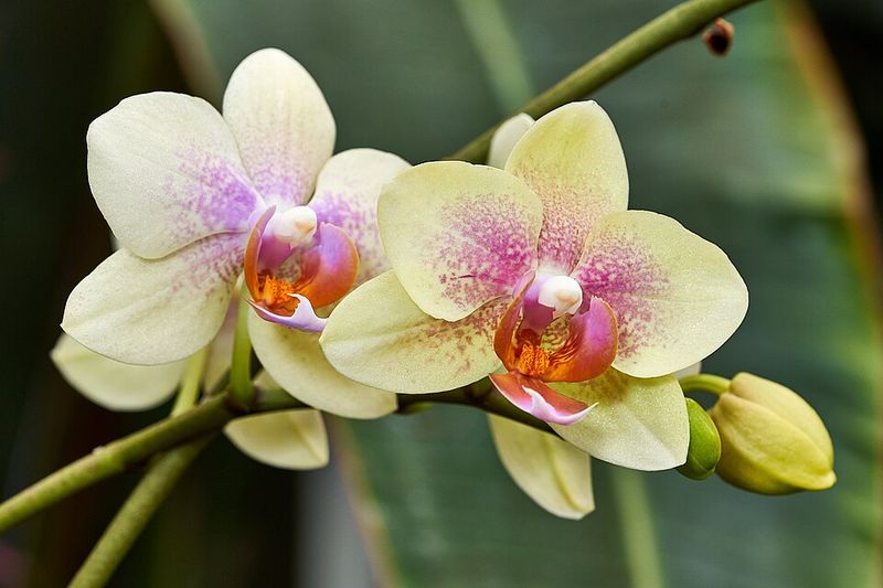 Orchid