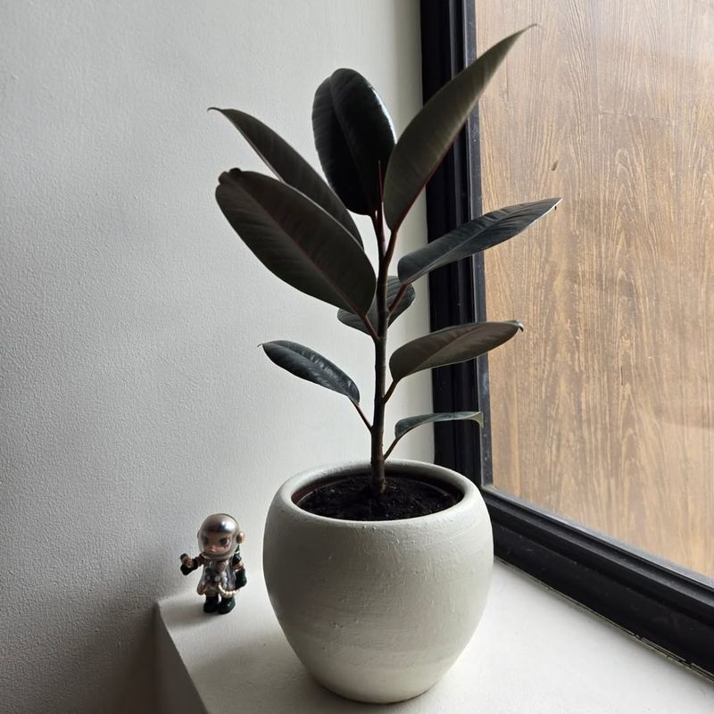 Rubber Plant Offers Bold Glossy Foliage