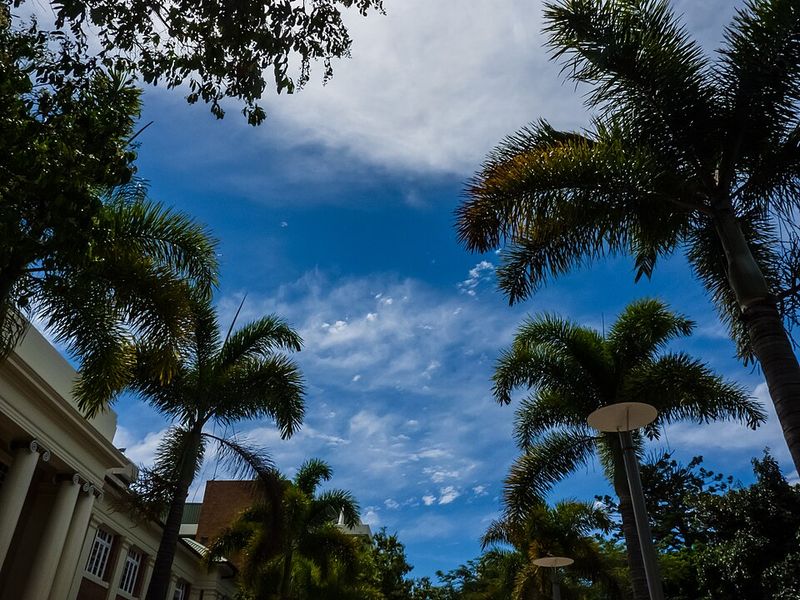 Foxtail Palm (Wodyetia bifurcata)