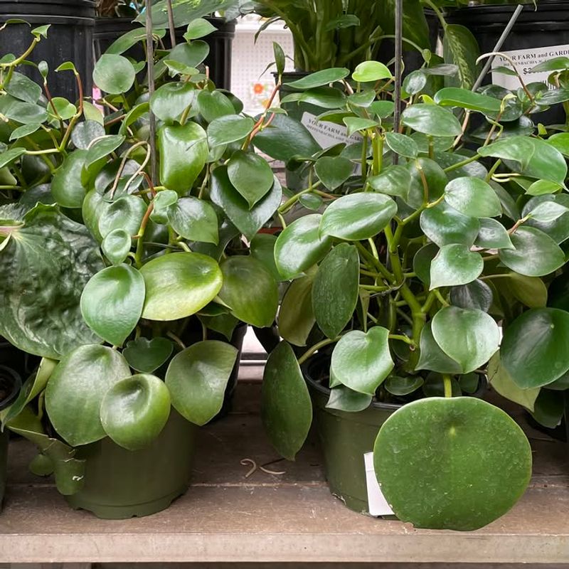 Peperomia For Compact, Non-Toxic Design