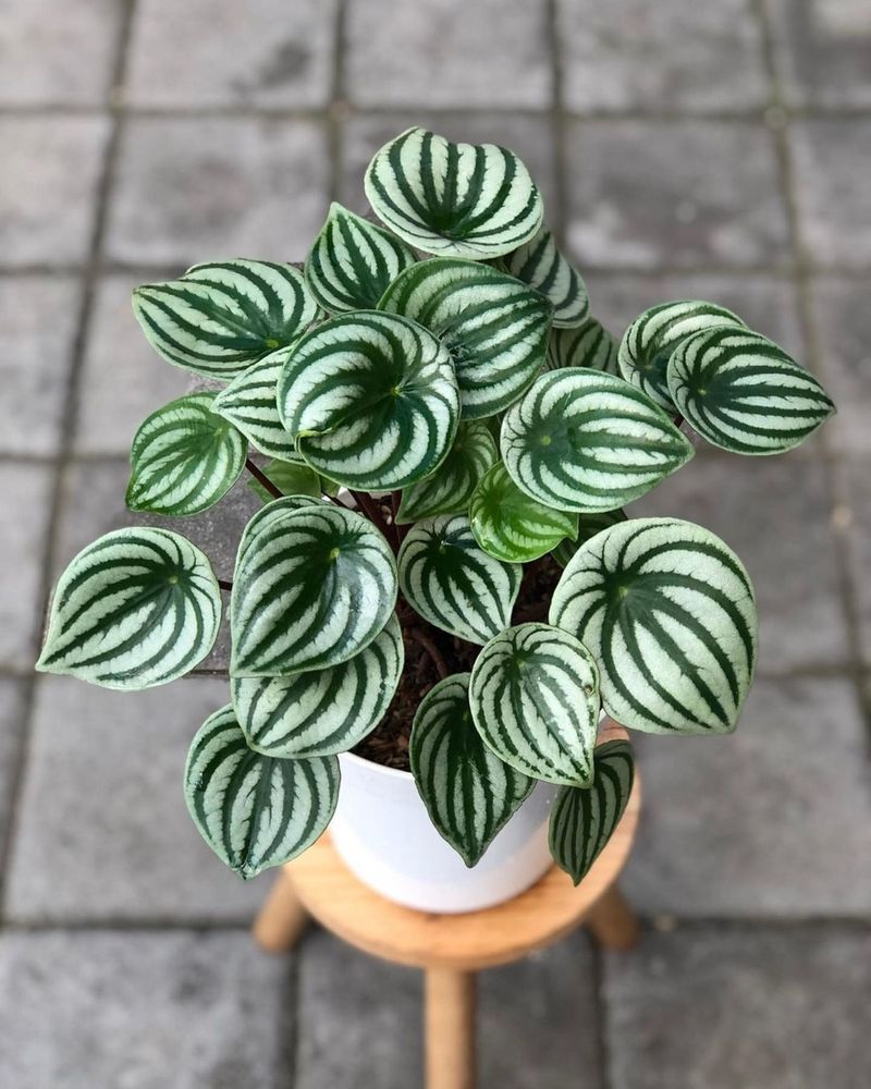 Peperomia For Compact, Non-Toxic Style