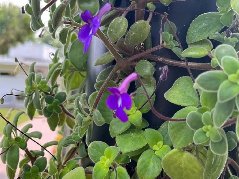 Streptocarpus Saxorum (False African Violet)
