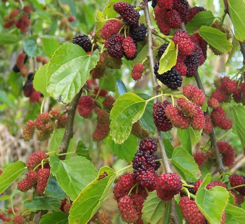 Mulberry (Morus Species)