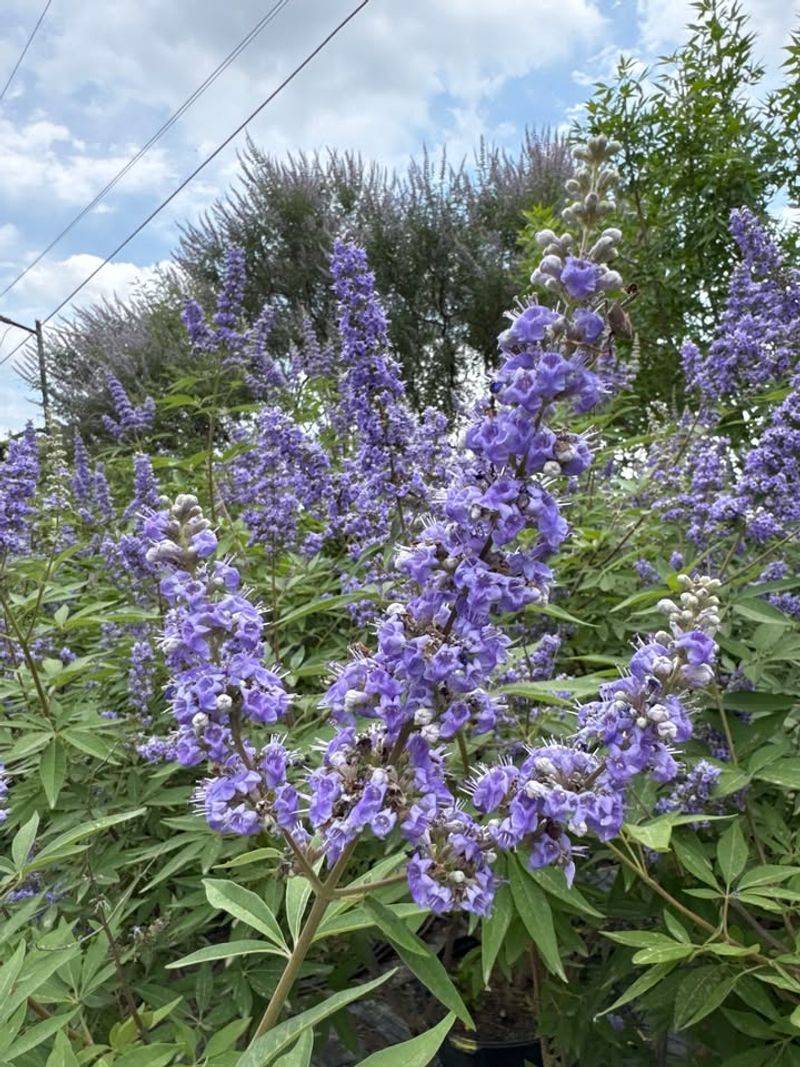 Vitex (Chaste Tree)