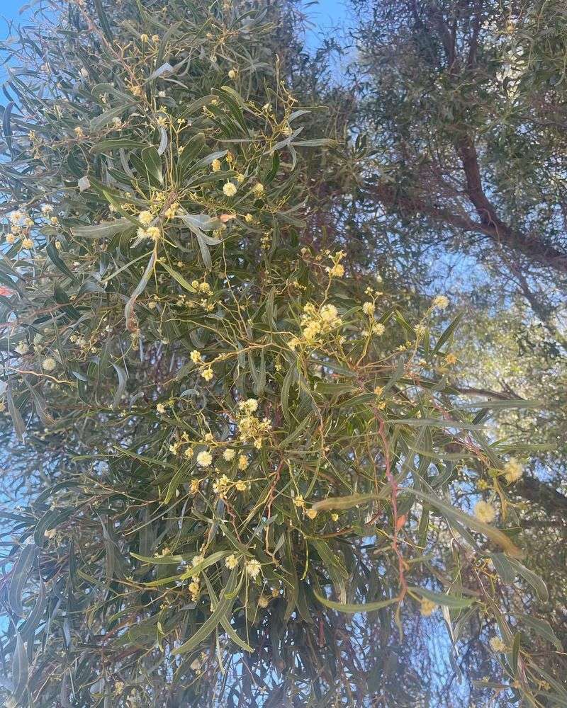 Willow Acacia