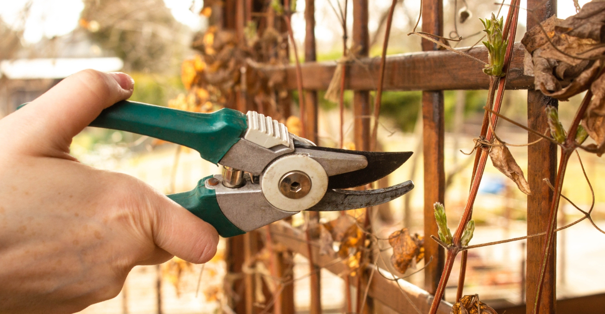 pruning clematis (featured image)