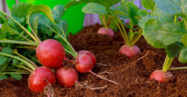 vegetables (featured image)