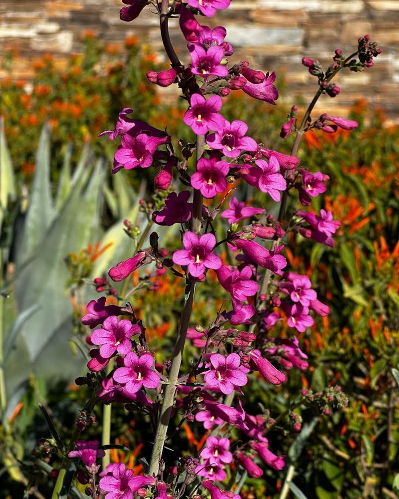 Parry's Penstemon