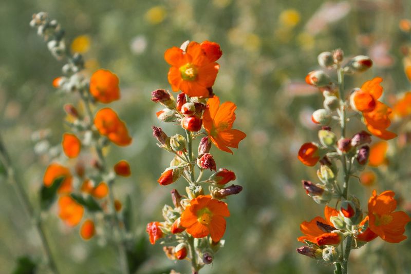 Globemallow