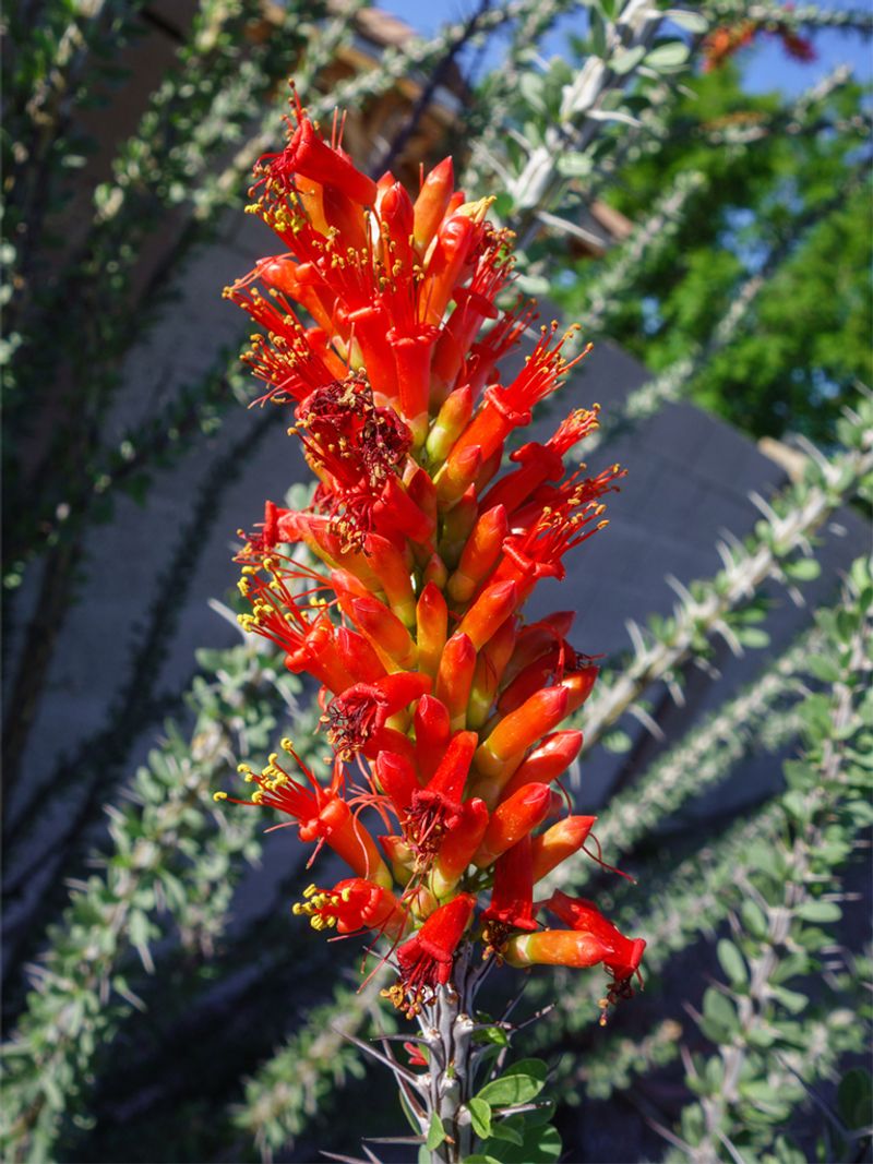 Blooms Appear First On The Tallest Canes